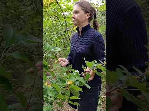 Видео: Антоновка 600 граммовая, Сентябрьский десерт, Антей (яблони).