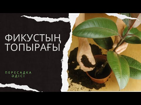 Видео: Фикус гүлін пересадка жасау-Фикустың топырагы.Грунт для фикуса.