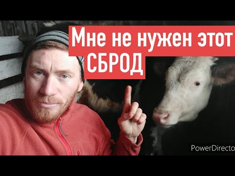 Видео: ПОЧЕМУ НЕ ОСТАВЛЮ СЕБЕ ТЕЛЕНКА. НЕ КАЖДАЯ ТЁЛКА СТАНЕТ КОРОВОЙ. ПРОИЗВОДИТЕЛЬ ЗАЛОГ УСПЕХА