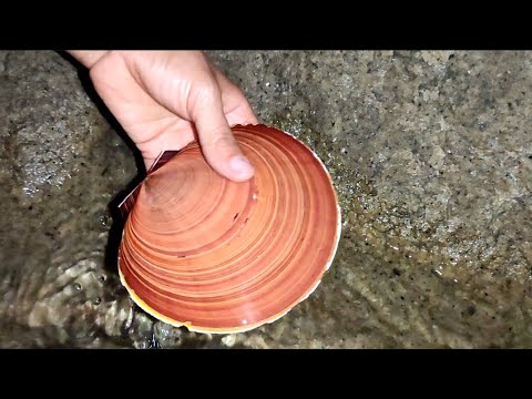 Видео: Никогда не видела жемчужных гребешков, больше моего лица, огромные жемчужины.