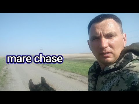 Видео: Жеребец Малыш выполнил трудную задачу, погоня.