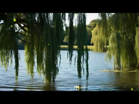 Видео: Relaxing Instrumental Music  |  Relax, Sleep, Focus .Magical  Melodies. Расслабляющая Музыка. 25.