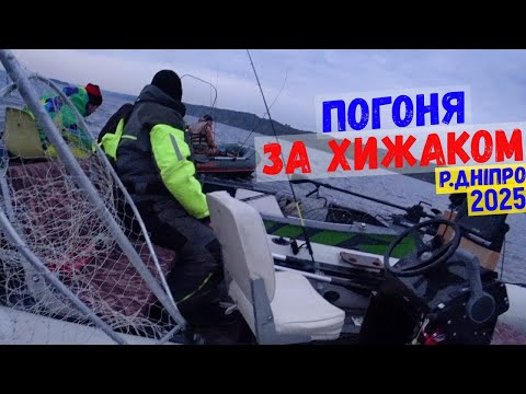 Видео: погоня за хижаком, ловимо судака та щуку