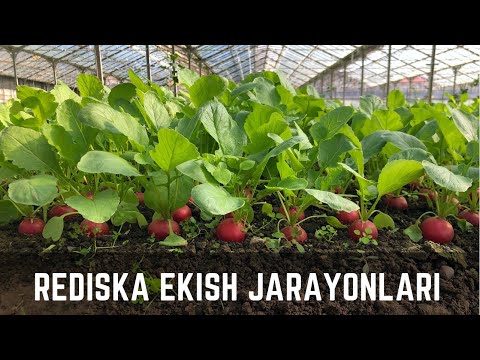 Видео: Редиска экиш жараёнларидан лавхалар