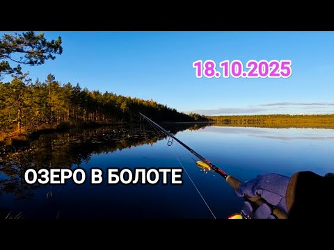 Видео: РЫБАЛКА С ПРИКЛЮЧЕНИЕМ.ОЗЕРО В СЕРЕДИНЕ БОЛОТА.ПОДБИРАЮ КЛЮЧИК К МЕСТНОЙ ЩУКЕ.