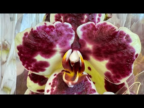 Видео: Первый ‘весенний’ завоз орхидей в Кишинёве 🌸🩷