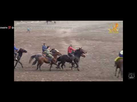 Видео: Сияршо човандоз