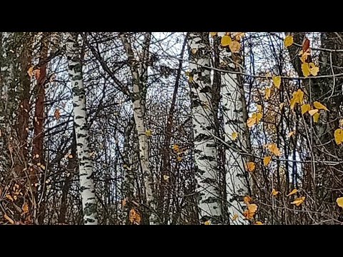 Видео: Закрыли грибной сезон поганками. Берёза Эрмана или берёза чёрная? Тверская область.