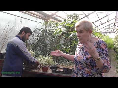 Видео: Фикусы - посадка отводок черенков.