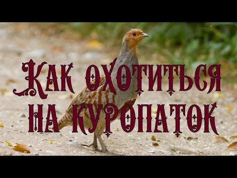 Видео: Как охотиться на куропатку со спаниелем?