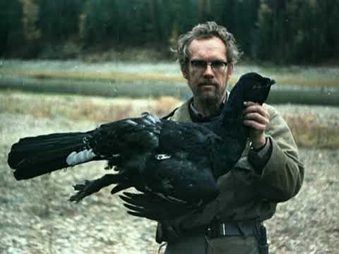 Видео: 1968 69 гг  Магаданская обл  Ягодинский р он  Реки Таскан, Оратукан