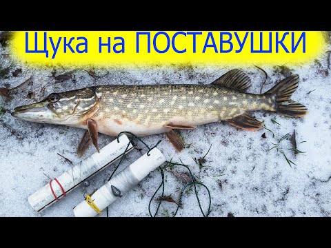 Видео: ловим Щуку на Поставушки САМОЛОВКИ