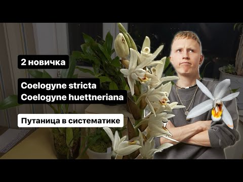 Видео: 2 новые целогины. Разбираемся в систематике, пересаживаем и рассуждаем.