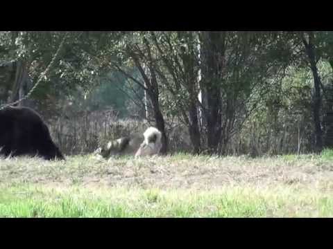 Видео: Состязания лаек "Кубок  Содружества 2014"