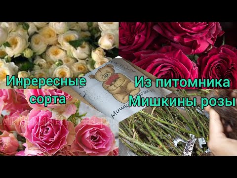 Видео: Саженцы роз из питомника"Мишкины розы"- первая посылка этой весны🌹