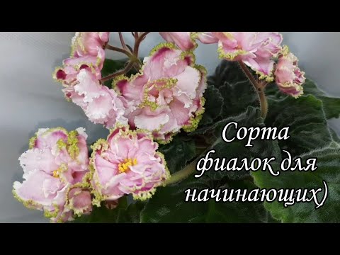 Видео: Красивые сорта фиалок для начинающих)