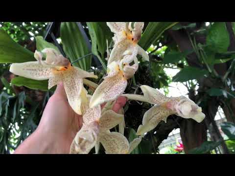 Видео: Орхидея стангопея. Уход и условия выращивания. Лекция из клуба орхоманов . Майкл открывает канал 😱!