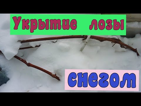 Видео: Виноград . Укрытие виноградной лозы в теплице. сезон 2022г.