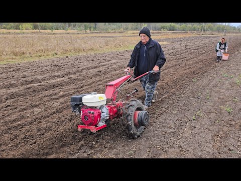 Видео: Отец перепахивает картофельное поле мотоблоком МТЗ-09Н. 25 соток на легке.