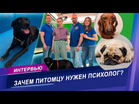 Видео: Когда питомцу нужен зоопсихолог? Советы эксперта
