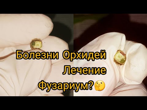 Видео: Ванда(любая орхидея) плохо растёт,сохнут корни?В чем проблема?Что делать!?!?Спасение