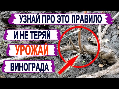 Видео: 🍇 Запомните ЭТО полезное ПРАВИЛО. Как ПРАВИЛЬНО ОМОЛОДИТЬ без потери УРОЖАЯ старый куст винограда