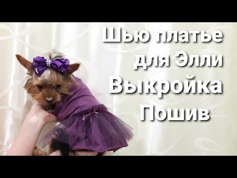 Видео: Платье для собачки (кошки) // Строим выкройку // Полный пошив