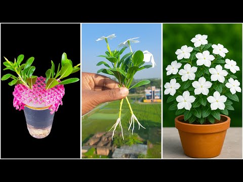 Видео: Уникальный метод размножения барвинка в воде | 100% успешный метод