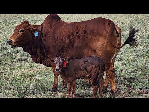 Видео: Наши новые BORAN уже здесь!