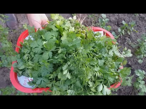 Видео: Как вырастить кинзу в открытом грунте легко / От посадки до сбора семян