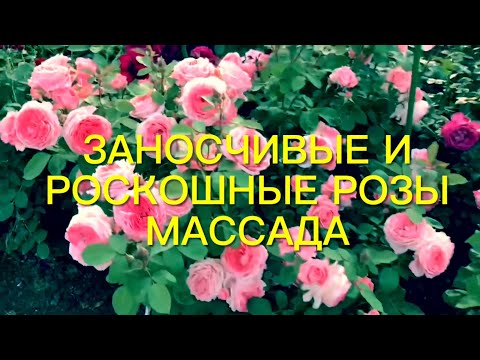 Видео: Заносчивые и роскошные розы Гийо и Массада. По плечу ли начинающему….🌹🌹🌹