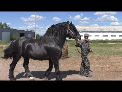 Видео: Крутые рысаки и тяжеловозы на Вологодском племенном конном заводе.