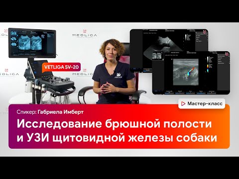 Видео: Исследование брюшной полости и УЗИ щитовидной железы собаки