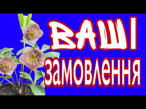 Видео: #вашізамовлення 
