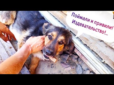 Видео: Потратили 33417 рублей на лекарства и вакцины для приюта! Сентябрьские прививки. Лечение Водяного.