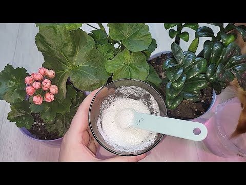 Видео: ВНЕСИ под любой цветок и даже самый чахлый куст оживет, позеленеет, 10 натуральных подкормок