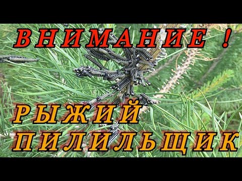 Видео: ВНИМАНИЕ ! Нашествие  "Рыжего соснового пилильщика" ! Срочно примите меры !