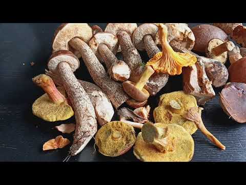 Видео: Домашний влог.Жарим подосиновики.О том,о сем...