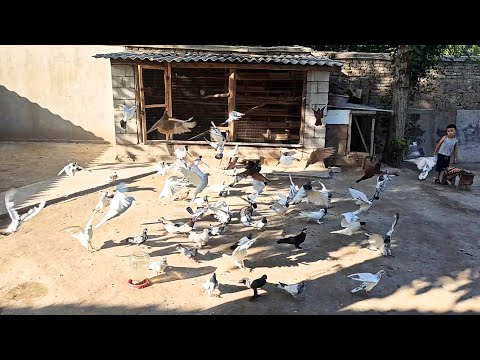 Видео: УЧМА КАБУТАРЛАР 📞941078222 ПОКИСТОНЛАР KABUTARLARNI ZO'RLARI POKISTON ERON GULSAR TEDI