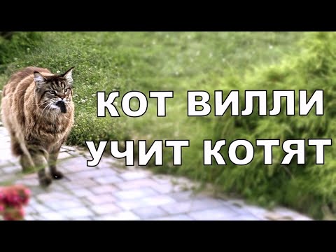 Видео: Котята мейн-куны, 4 серия. Кот Вилли учит ловить мышей