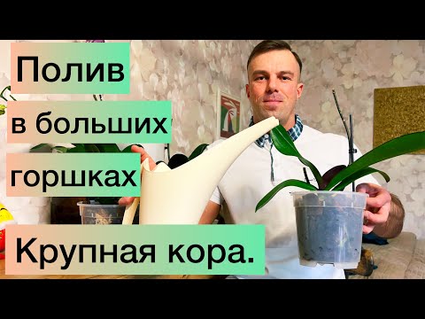 Видео: Мой ПОЛИВ ОРХИДЕЙ после ПЕРЕСАДКИ в большие горшки и крупную кору.