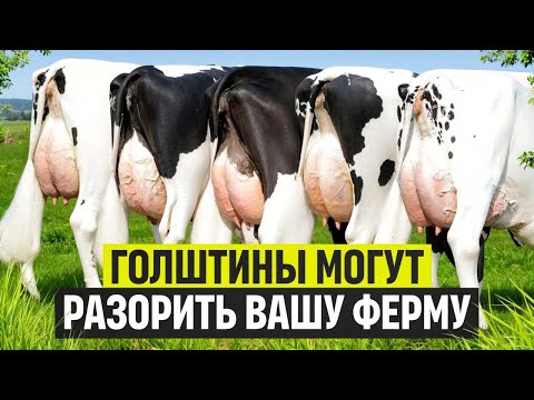 Видео: Голштины - суперпорода, но только для крупных фермеров.