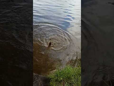 Видео: малыши окуньки