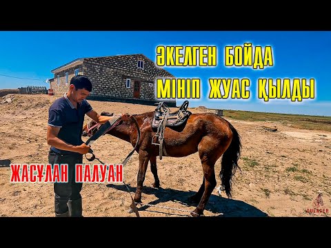 Видео: Еркек дөнен сатып алдық, ауылға әкелдік | Асау үйретіп, мініп тастады