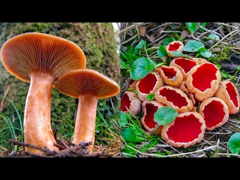 Видео: Рыжики 11 ЯНВАРЯ 2024 и Саркосцифы и МАСЛЕНОК! Этот Грибник НЕ ЗАКРЫВАЕТ Грибной Сезон! Грибы ЗИМОЙ