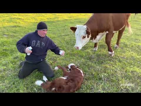 Видео: ОХ уж эти герефордские отелы! #герефорд #корова #отел #животные #ферма #фермер  #хозяйство #кфх #крс