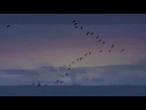 Видео: ХОР ПЕРЕСВЕТ ВИРТУОЗЫ / Журавли