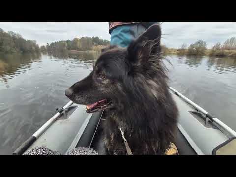 Видео: ДВОЕ В ЛОДКЕ ,НЕ СЧИТАЯ СОБАКИ