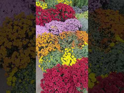 Видео: Чорсу гул бозорида.