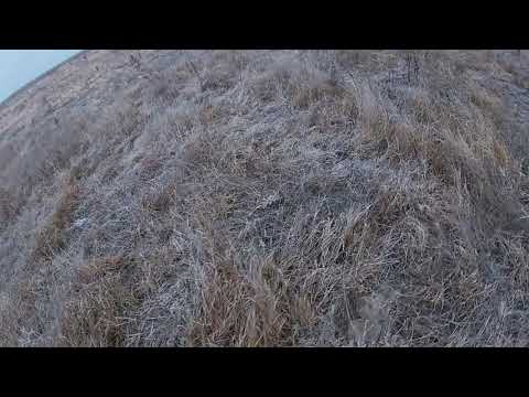 Видео: #Охота на зайца| Много зайца| Надо просто попадать